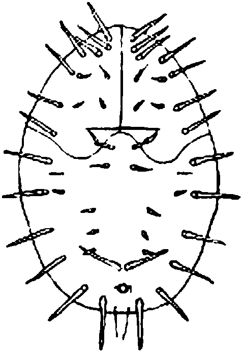 16.香港刺粉虱